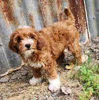 Mini Peaches, a female Miniature Goldendoodle for sale in Los Molinos, CA – Photo 4 of 4