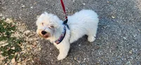 Mini Buddy, a male Miniature Goldendoodle for sale in Los Molinos, CA – 3 of 4