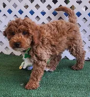 Mini-Forest, a male Miniature Goldendoodle for sale in Los Molinos, CA – Photo 6 of 6