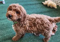 Mini-Forest, a male Miniature Goldendoodle for sale in Los Molinos, CA – Photo 4 of 6