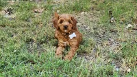 Gray, a male Cockapoo for sale in Los Molinos, CA – Photo 2 of 2
