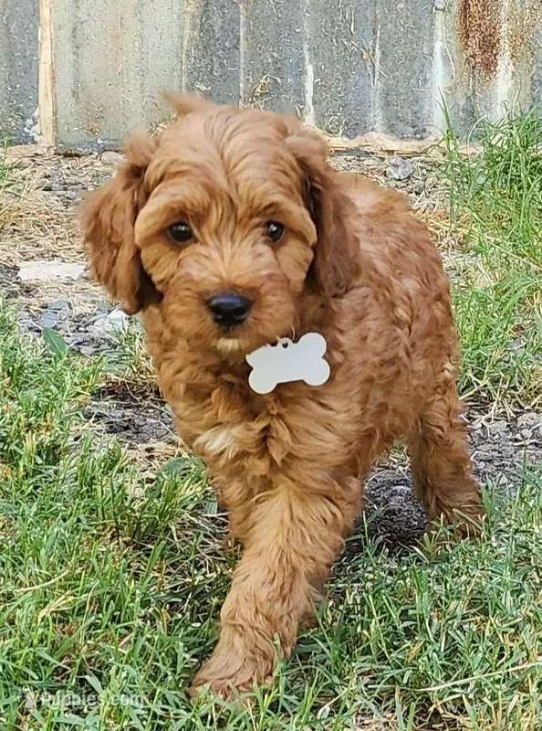 Gray, a male Cockapoo for sale in Los Molinos, CA – Photo 1 of 2