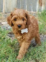 Gray, a male Cockapoo for sale in Los Molinos, CA – Photo 1 of 2