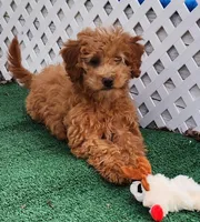14-15lbs Mini, a female Goldendoodle for sale in Los Molinos, CA – Photo 2 of 5