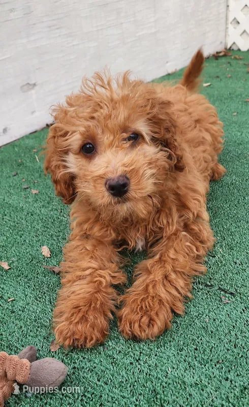 14-15lbs Mini, a female Goldendoodle for sale in Los Molinos, CA – Photo 1 of 5
