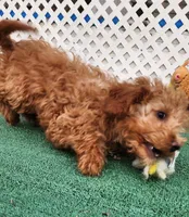 14-15lbs Mini, a female Goldendoodle for sale in Los Molinos, CA – Photo 5 of 5