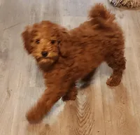 Micro mini Burtha, a female Goldendoodle and Miniature Goldendoodle for sale in Los Molinos, CA – Photo 1 of 4