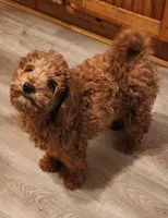 Micro mini Burtha, a female Goldendoodle and Miniature Goldendoodle for sale in Los Molinos, CA – Photo 4 of 4
