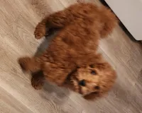 Micro mini Burtha, a female Goldendoodle and Miniature Goldendoodle for sale in Los Molinos, CA – Photo 3 of 4