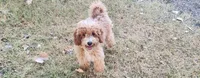 Leaf, a male Miniature Labradoodle for sale in Los Molinos, CA – 4 of 7