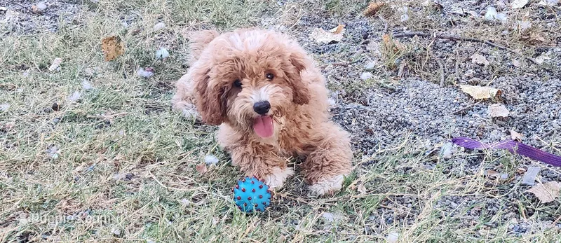 Leaf – Miniature Labradoodle puppy for sale in Los Molinos, CA