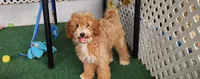 Leaf, a male Miniature Labradoodle for sale in Los Molinos, CA – 5 of 7