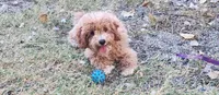 Leaf, a male Miniature Labradoodle for sale in Los Molinos, CA – 2 of 7