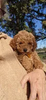 Micro-mini Goldie, a female Miniature Goldendoodle for sale in Los Molinos, CA – Photo 2 of 3