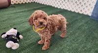 Micro-mini Goldie, a female Miniature Goldendoodle for sale in Los Molinos, CA – Photo 3 of 3