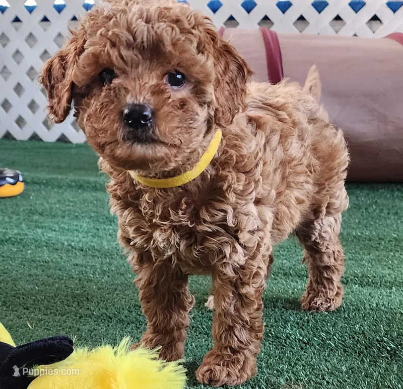 Micro-mini Goldie, a female Miniature Goldendoodle for sale in Los Molinos, CA – Photo 1 of 3