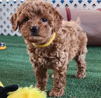 Micro-mini Goldie, a female Miniature Goldendoodle for sale in Los Molinos, CA – Photo 1 of 3