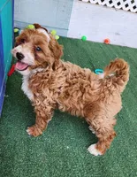 Mini "Happy", a male Miniature Goldendoodle for sale in Los Molinos, CA – Photo 3 of 5