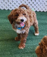 Mini "Happy", a male Miniature Goldendoodle for sale in Los Molinos, CA – Photo 1 of 5
