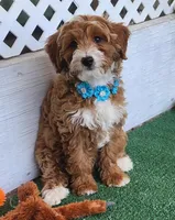Mini "Happy", a male Miniature Goldendoodle for sale in Los Molinos, CA – Photo 4 of 5
