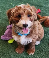 Mini "Happy", a male Miniature Goldendoodle for sale in Los Molinos, CA – Photo 5 of 5