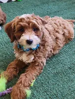 Mini "Happy", a male Miniature Goldendoodle for sale in Los Molinos, CA – Photo 2 of 5