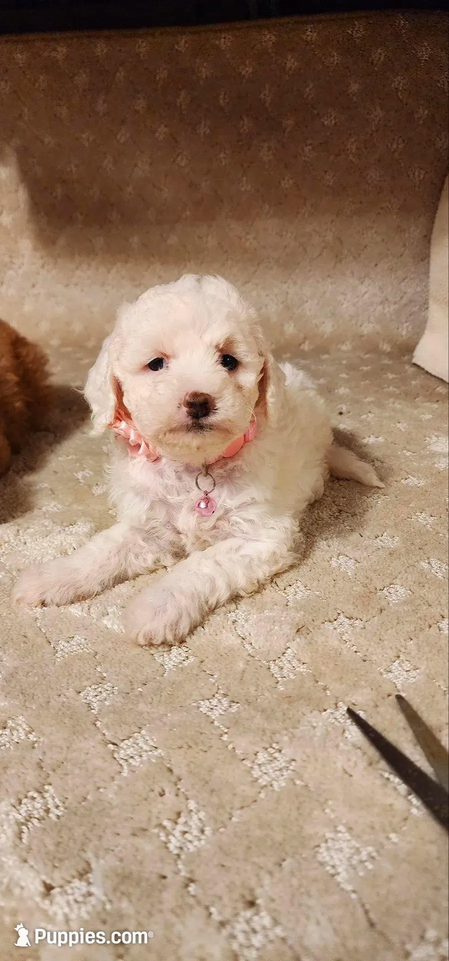 Mini Snow White – Miniature Goldendoodle puppy for sale in Los Molinos, CA