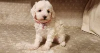 Mini Snow White, a female Miniature Goldendoodle for sale in Los Molinos, CA – Photo 2 of 2