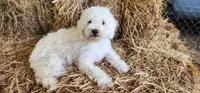 Mini Snow White, a female Miniature Goldendoodle for sale in Los Molinos, CA – 2 of 2