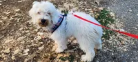 Mini Buddy, a male Miniature Goldendoodle for sale in Los Molinos, CA – 2 of 4
