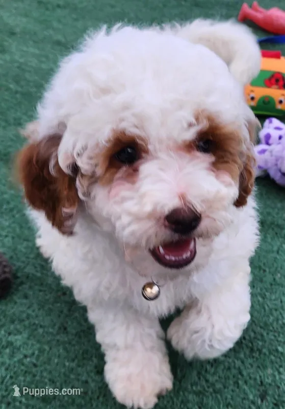 Mini Tanner  – Miniature Goldendoodle puppy for sale in Los Molinos, CA