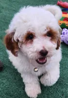 Mini Tanner , a male Miniature Goldendoodle for sale in Los Molinos, CA – 1 of 1