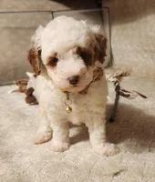 Mini Tanner , a male Miniature Goldendoodle for sale in Los Molinos, CA – Photo 2 of 2