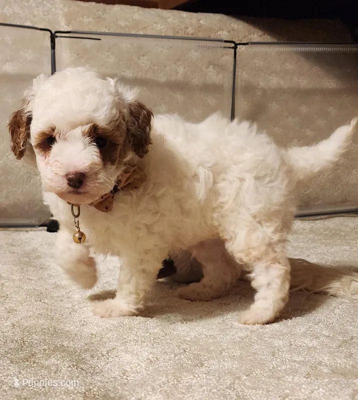 Mini Tanner  – Miniature Goldendoodle puppy for sale in Los Molinos, CA