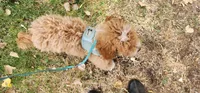Leaf, a male Miniature Labradoodle for sale in Los Molinos, CA – 7 of 7