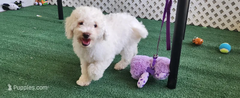 Mini Snow White – Miniature Goldendoodle puppy for sale in Los Molinos, CA