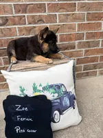Zoe , a female German Shepherd Dog for sale in Maysville, MO – 3 of 4