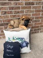Skye, a female German Shepherd Dog for sale in Maysville, MO – 3 of 3