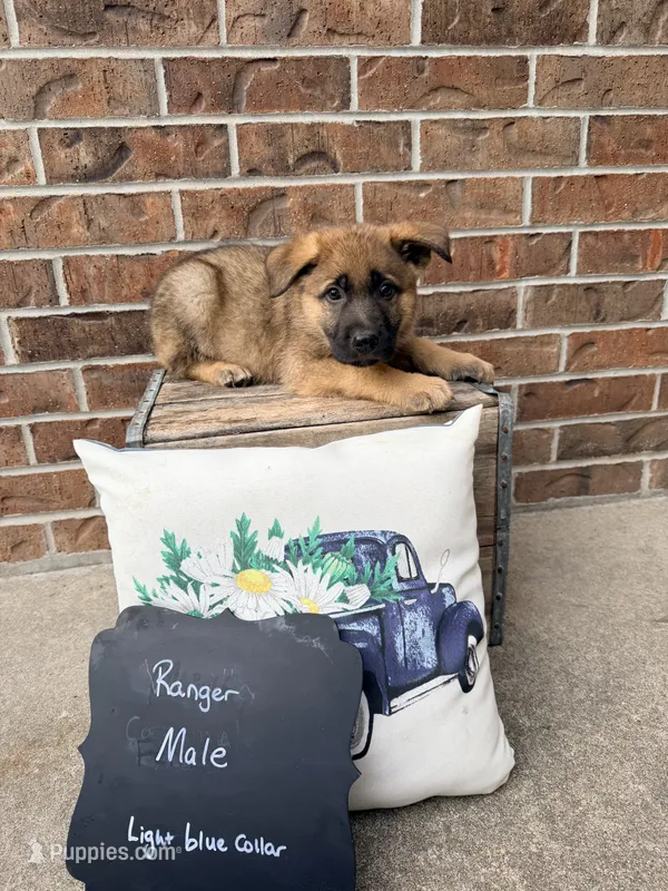 Ranger  – German Shepherd Dog puppy for sale in Maysville, MO