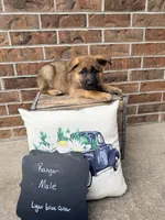 Ranger , a male German Shepherd Dog for sale in Maysville, MO – 1 of 3