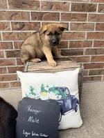 Ranger , a male German Shepherd Dog for sale in Maysville, MO – 2 of 3