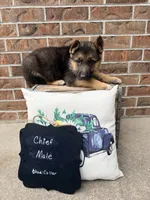 Chief , a male German Shepherd Dog for sale in Maysville, MO – 2 of 3