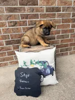 Skye, a female German Shepherd Dog for sale in Maysville, MO – 2 of 3
