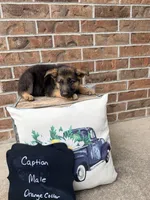 Chief , a male German Shepherd Dog for sale in Maysville, MO – 2 of 2