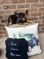 Zoe , a female German Shepherd Dog for sale in Maysville, MO – 4 of 4