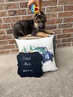 Chief , a male German Shepherd Dog for sale in Maysville, MO – 3 of 3