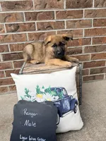 Ranger , a male German Shepherd Dog for sale in Maysville, MO – 3 of 3