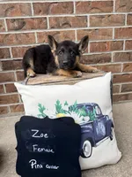 Zoe , a female German Shepherd Dog for sale in Maysville, MO – 2 of 4