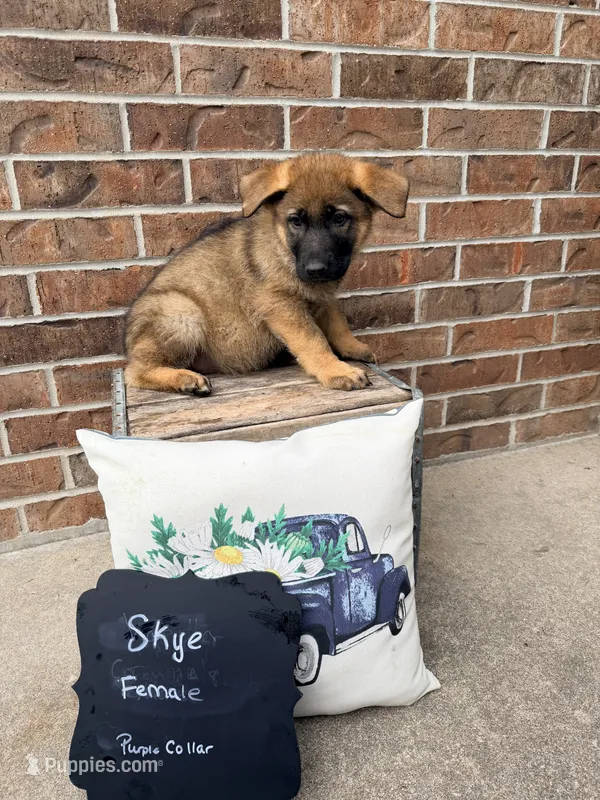 Skye – German Shepherd Dog puppy for sale in Maysville, MO