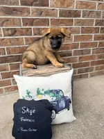 Skye, a female German Shepherd Dog for sale in Maysville, MO – 1 of 3